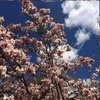 5313273-blossoms-clouds-by-osclothes