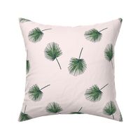 Pink Fern Palm