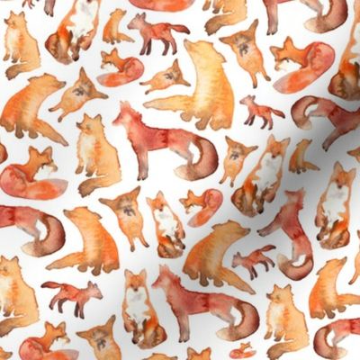 Foxes