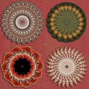 Shell Spirals
