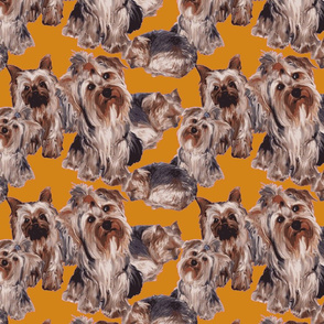 Yorkies on Orange background