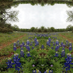 infinity bluebonnets