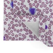 Wright-Stained Peripheral Blood, Normal