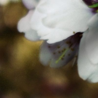 White Tree Blossoms