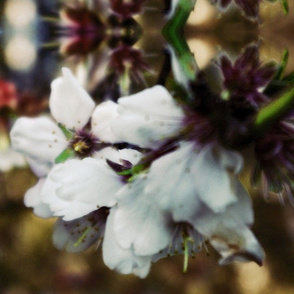 White Tree Blossoms