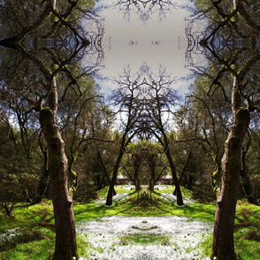 Tree Meadow in the Spring in California