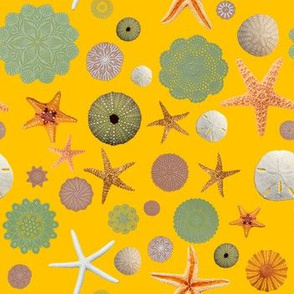 Urchins Starfish Doilies