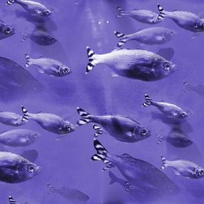 purple_big_fish2