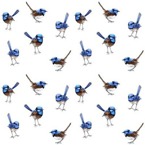 Blue Wrens Scattered on White, 1"