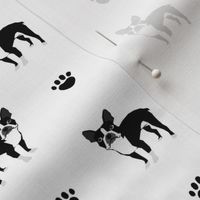 boston terrier black and white baby kids nursery sweet dog dogs baby pet pets