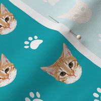 orange tabby cat cute cat cats kitten kitty cute paws turquoise cats cat lady