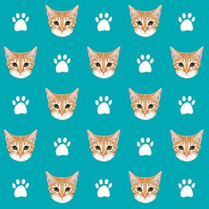 orange tabby cat cute cat cats kitten kitty cute paws turquoise cats cat lady