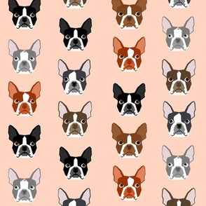boston terrier faces cute dogs dog blush girly peach sweet pet dogs