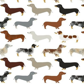 dachshunds coats colorings brindle red tan cute dogs dog pet dogs fabric