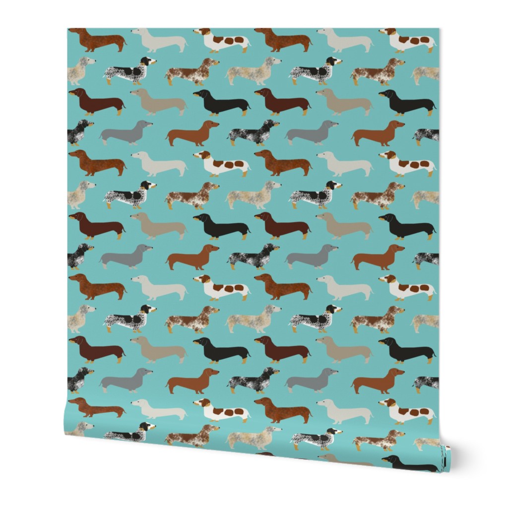 doxie dachshund dachshunds dogs dog pet dog doxie dog doxies cute puppy