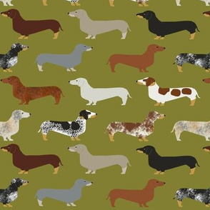 doxie dachshund dachshunds green dogs cute dogs pet dog fabric