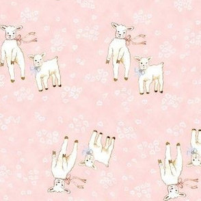 Lambs Pink