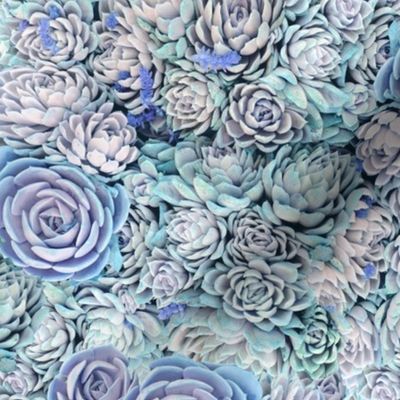 Dreamy Succulents // Blues