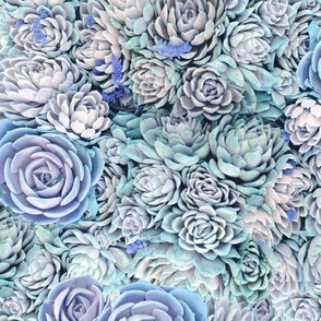 Dreamy Succulents // Blues