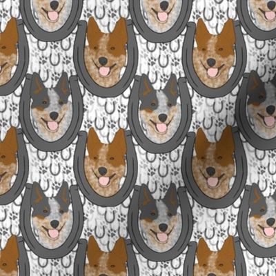 Small Australian cattle dog horseshoe portraits