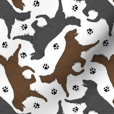 Trotting Flat coated Retrievers and paw prints - white