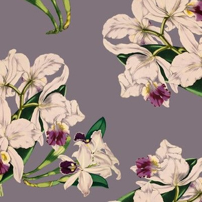 White Orchids On Grey