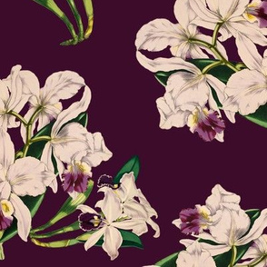 White Orchids On Purple