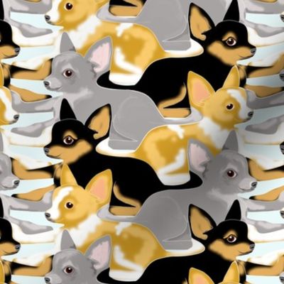 Tessellated Chihuahua Puppies