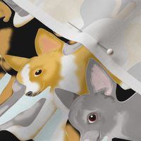 Tessellated Chihuahua Puppies