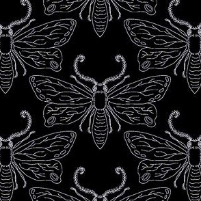 midnite moths in black