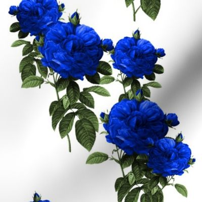 Redoute Rose ~ Electric Blue 