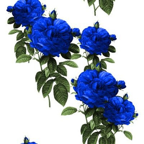 Redoute Rose ~ Electric Blue 