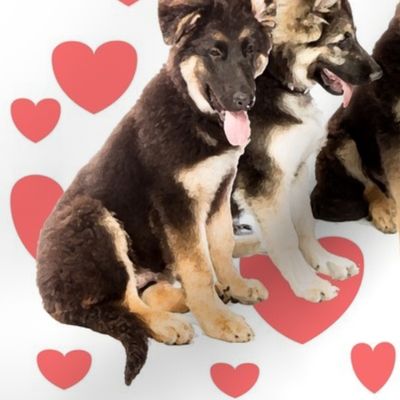 gsd_puppy_love