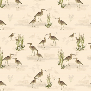 Shorebirds