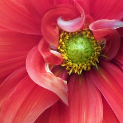 Carrie's Dahlia