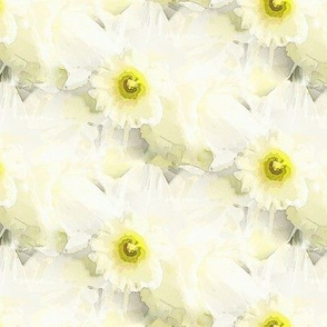 Honeydew daffodil