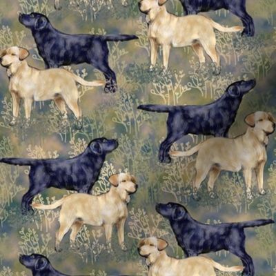 Black and Yellow Labrador Retrievers in Brushy Field