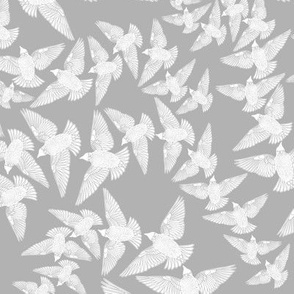 White Starlings on Grey