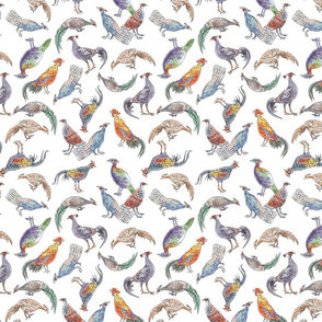 Colorful Pheasants