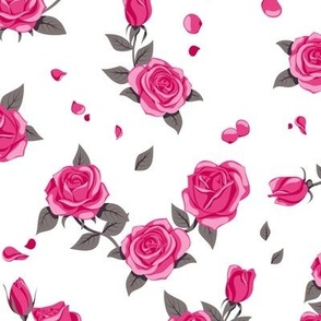 Pink roses on white