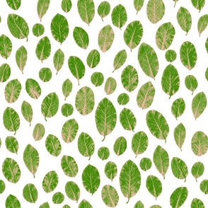  leaves - green/blush