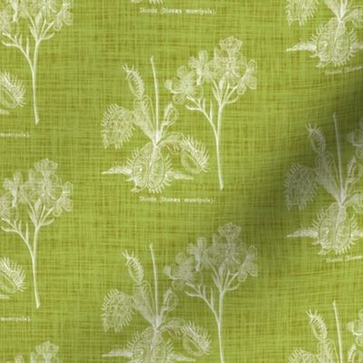 Flytrap linen - green