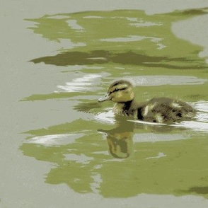 Ducklings