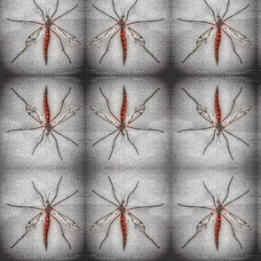 Crane Fly_2