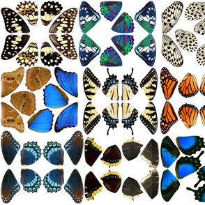 Butterfly Wing Fabric Panel Fat Quarter