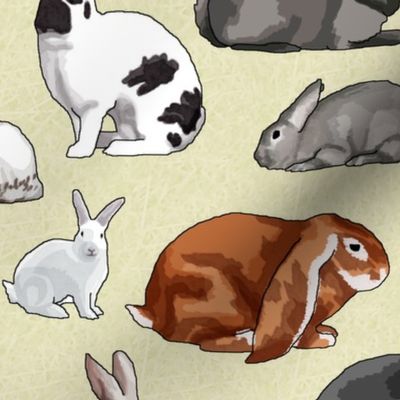 Breeds of Rabbits (no text)