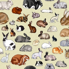 Breeds of Rabbits (no text)