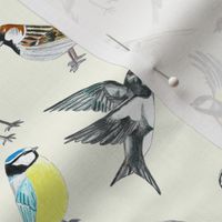 Illustrated Birds