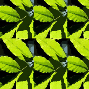 Leaves_cutout_1536x1024_copy