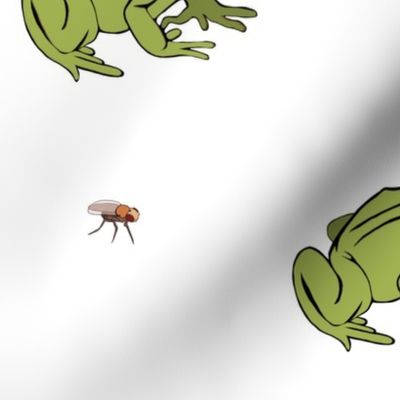 frog and fly